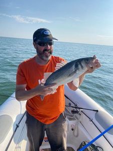 European Bass (Seabass)