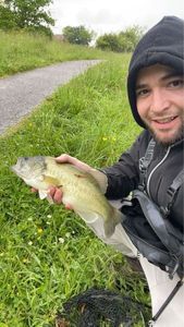 Largemouth Bass