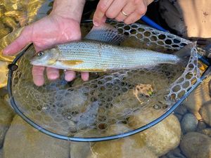 Grayling