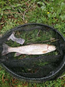 Rainbow Trout