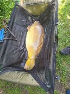 Mirror Carp