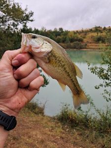 Largemouth Bass