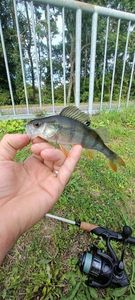 European Perch