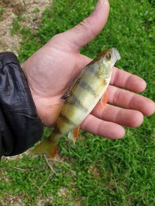 European Perch