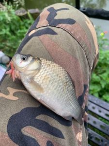Crucian Carp