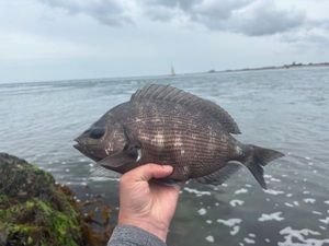 Black Seabream
