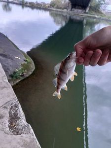European Perch