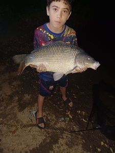 Common Carp