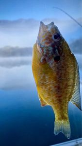 Green Sunfish