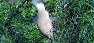 Tench