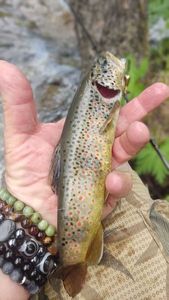Brown Trout