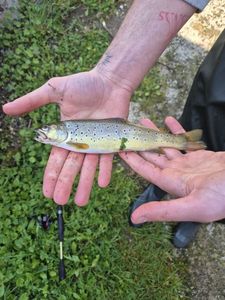 Brown Trout