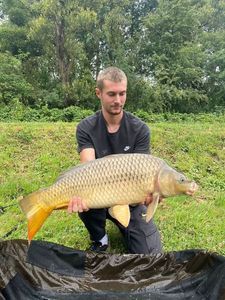 Common Carp