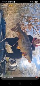 Common Carp