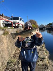 Largemouth Bass