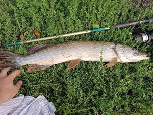 Northern Pike