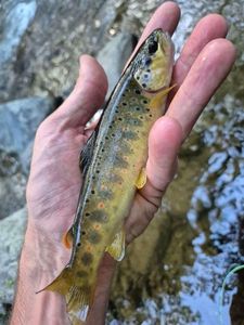 Brown Trout