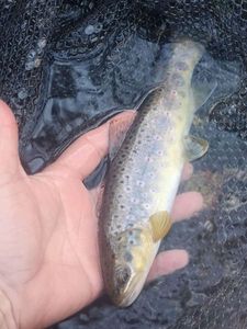 Brown Trout