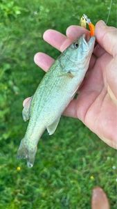 Largemouth Bass