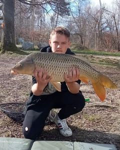 Common Carp