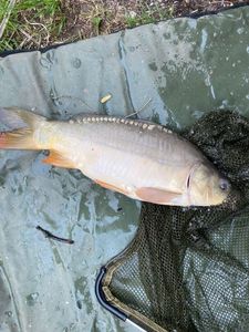 Leather Carp