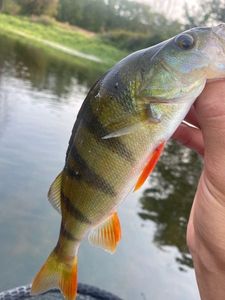 European Perch
