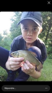 Tench