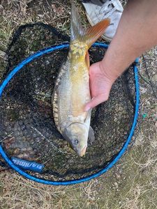 Mirror Carp