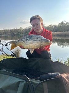 Common Carp