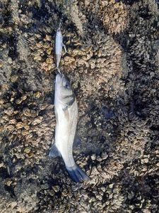 European Bass (Seabass)