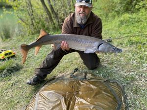 Sturgeon