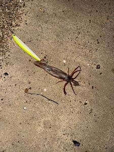 European Squid