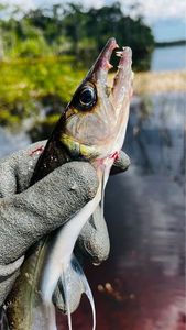 Bicuda