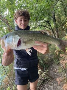 Largemouth Bass