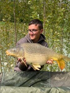 Common Carp