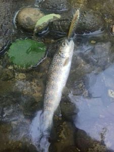 Brown Trout