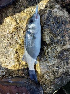 European Bass (Seabass)