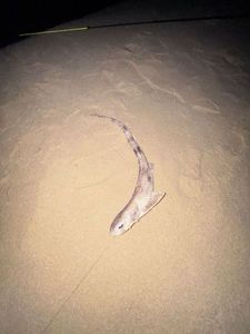 Lesser Spotted Dogfish (Small Spotted Catshark)