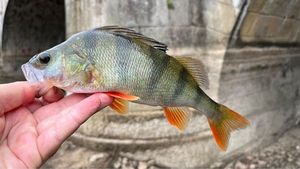 European Perch