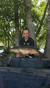 Mirror Carp