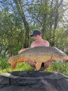 Common Carp
