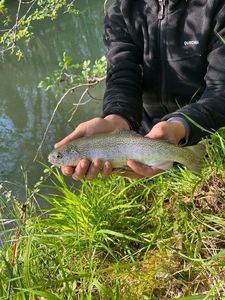 Rainbow Trout