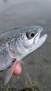Rainbow Trout