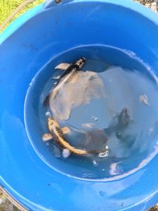 Koï Fish