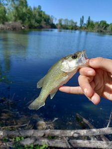 Largemouth Bass