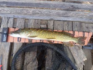 Northern Pike