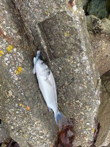 European Bass (Seabass)
