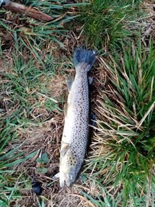 Brown Trout