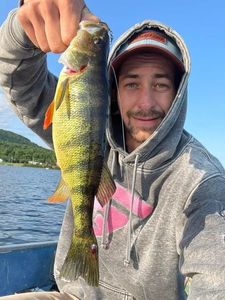 Yellow Perch