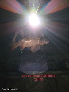 Common Carp